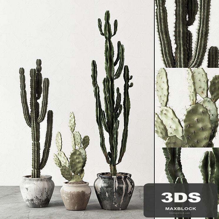 Set of Cactuses