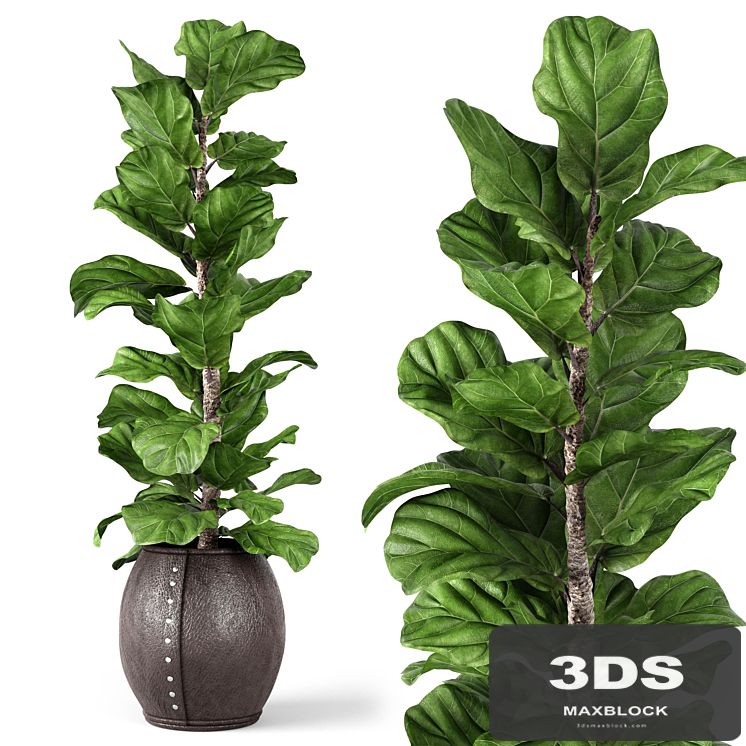 Ficus Lyrata 2