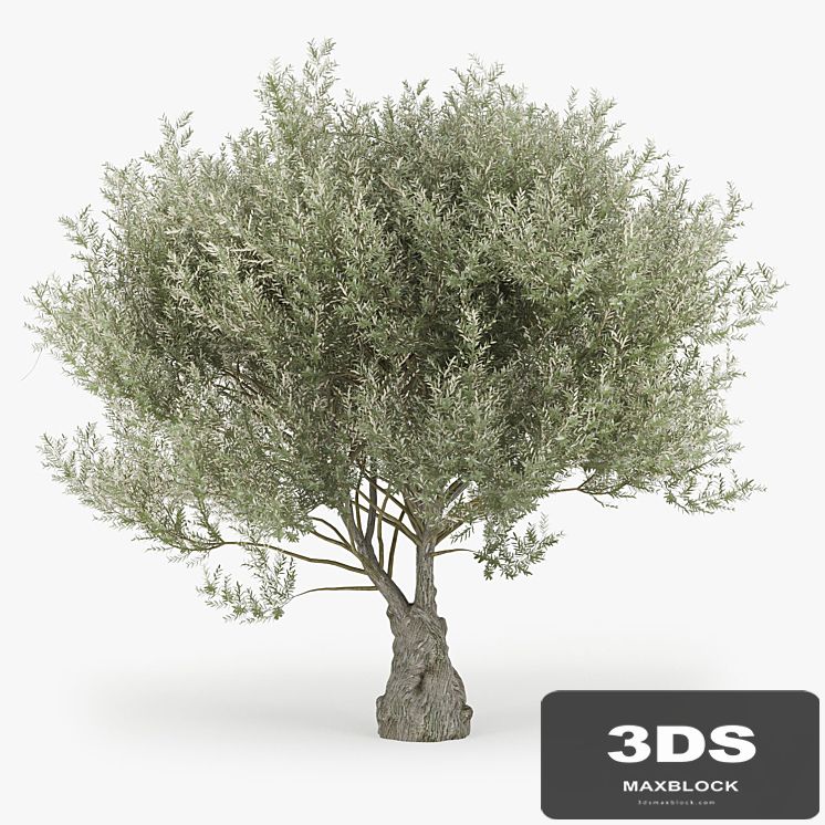 Olea europaea