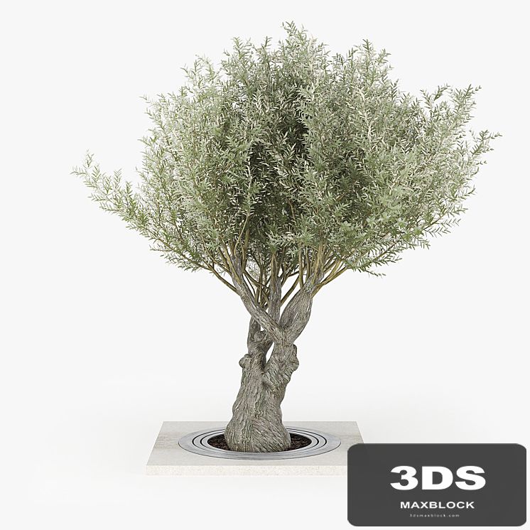 Olea europaea 02