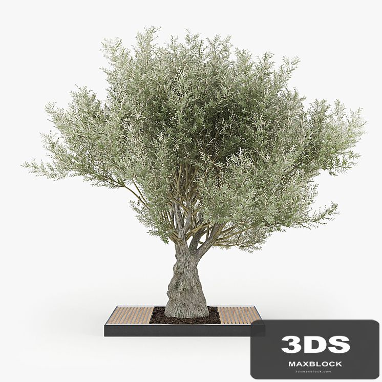 Olea europaea 03