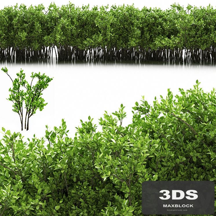 plant 32