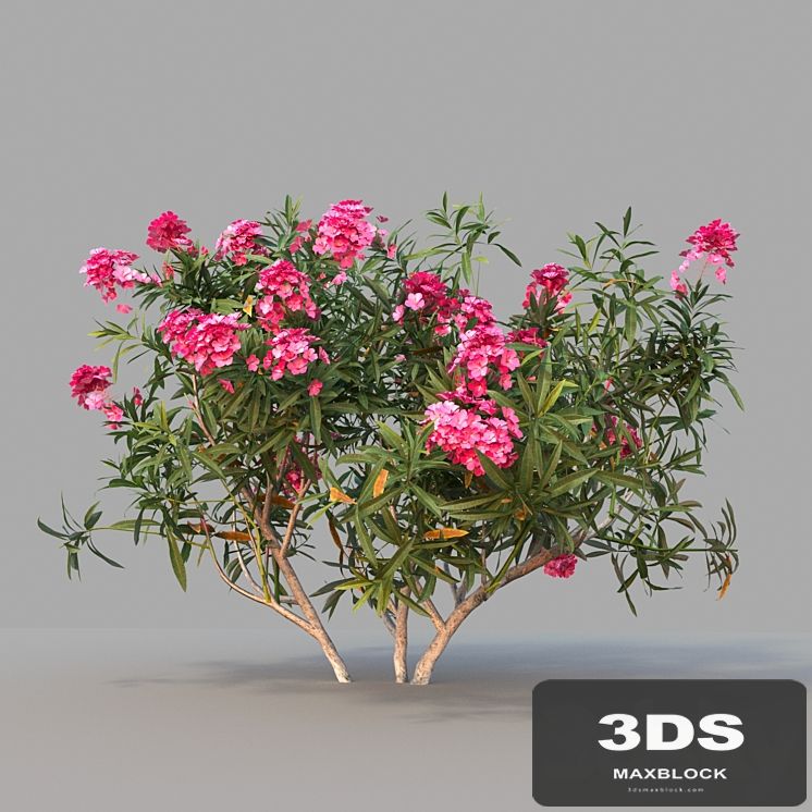 Nerium oleander / 1