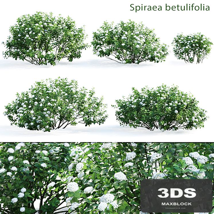 Spirea betulifolia