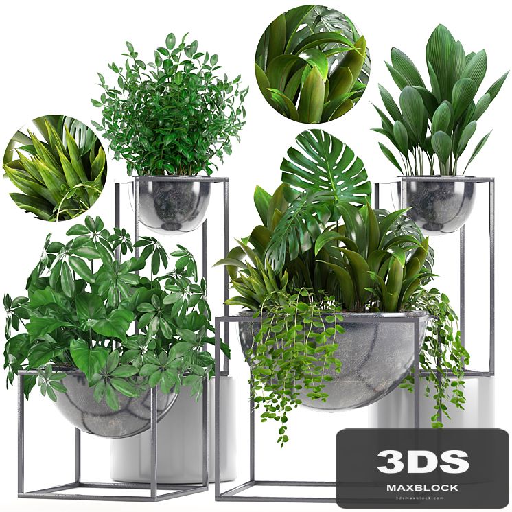 Collection of plants. Schefflera, Tradescantia, black flowerpot, loft, indoor plants, bushes