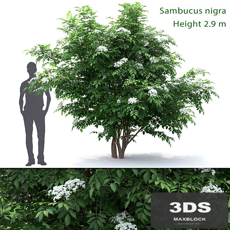 Sambucus nigra # 1