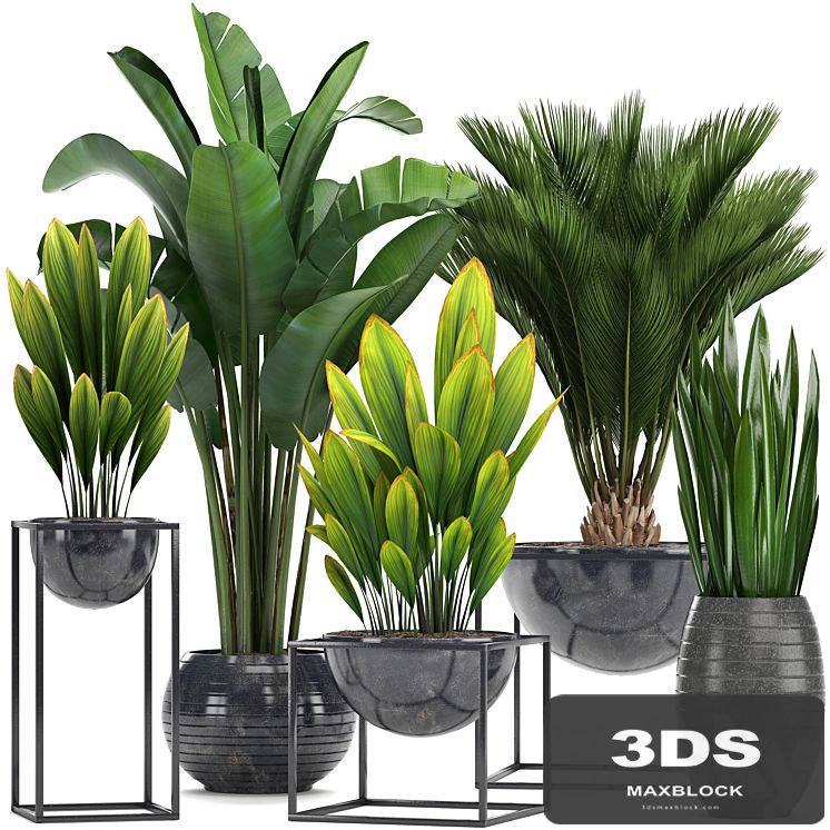Collection of plants. Loft, black pot, flowerpot, banana, palm tree, strelitzia, cicada, sansevieria, bush, canarian date, date, date palm, strelitzia