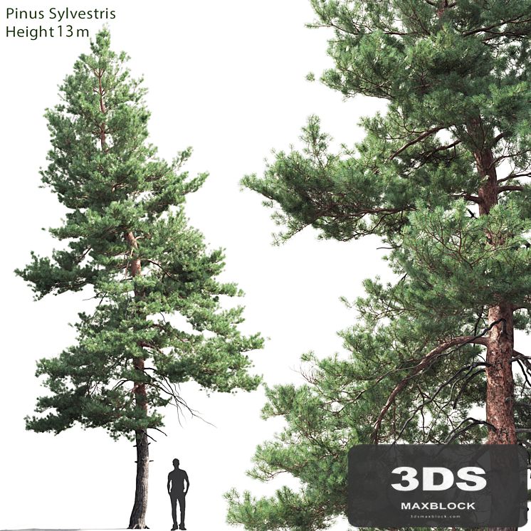 Pine