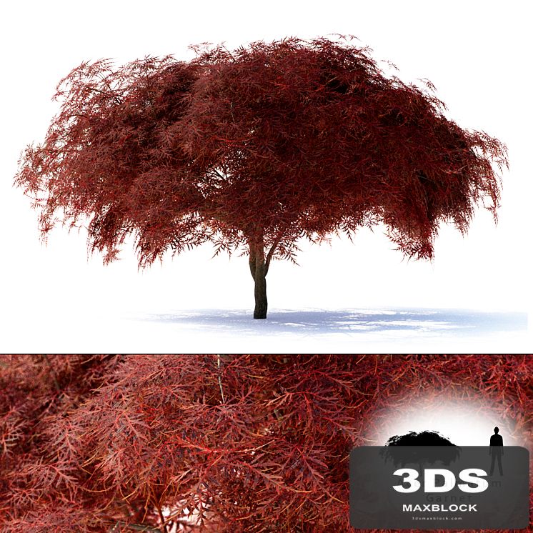 Maple Japanese | Acer palmatum Garnet