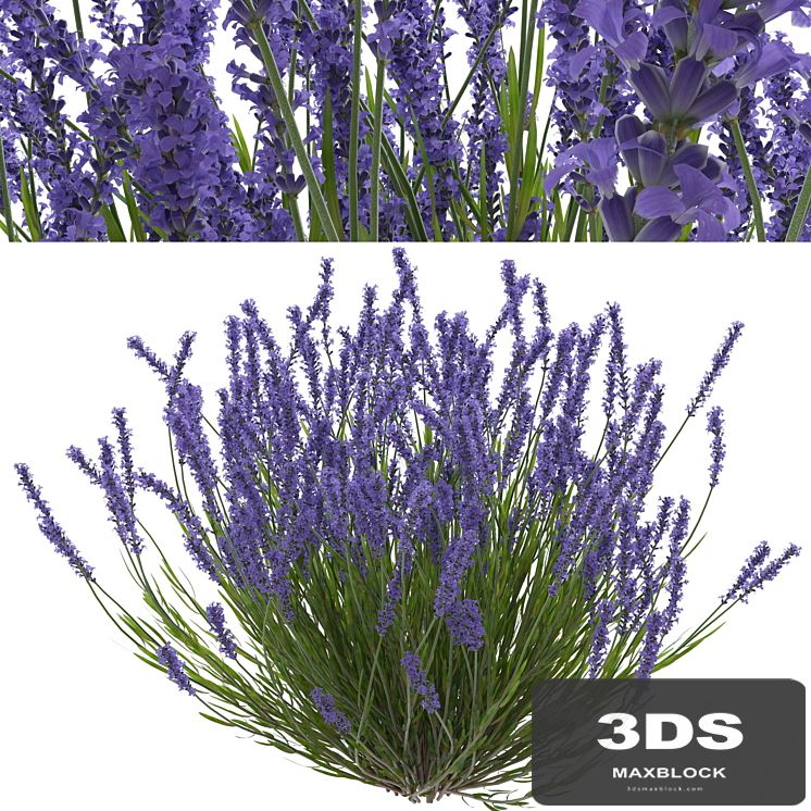 Lavender bush