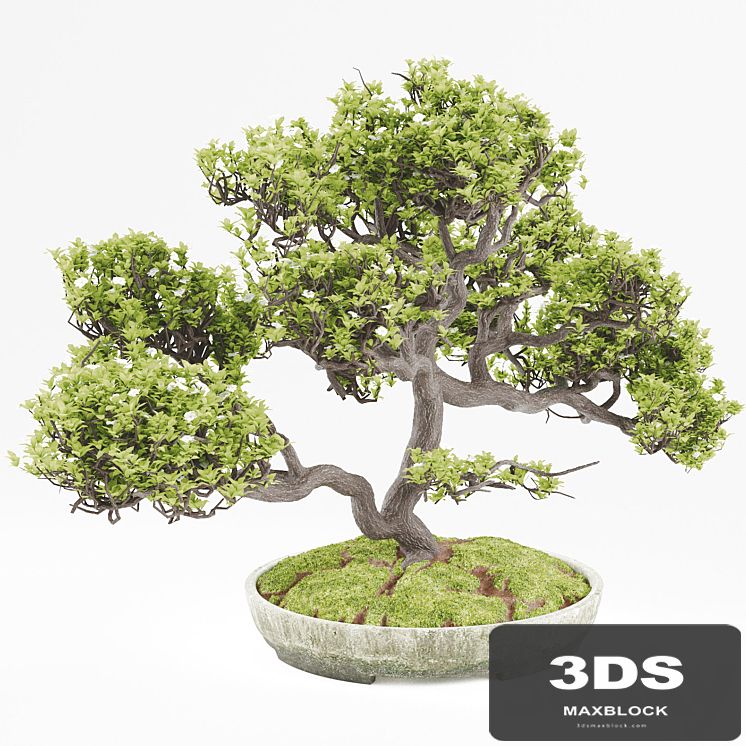Bonsai