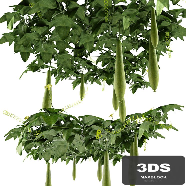 Luffa aegyptiaca - Creeper