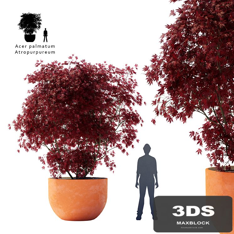 Palm maple | Acer palmatum atropurpureum