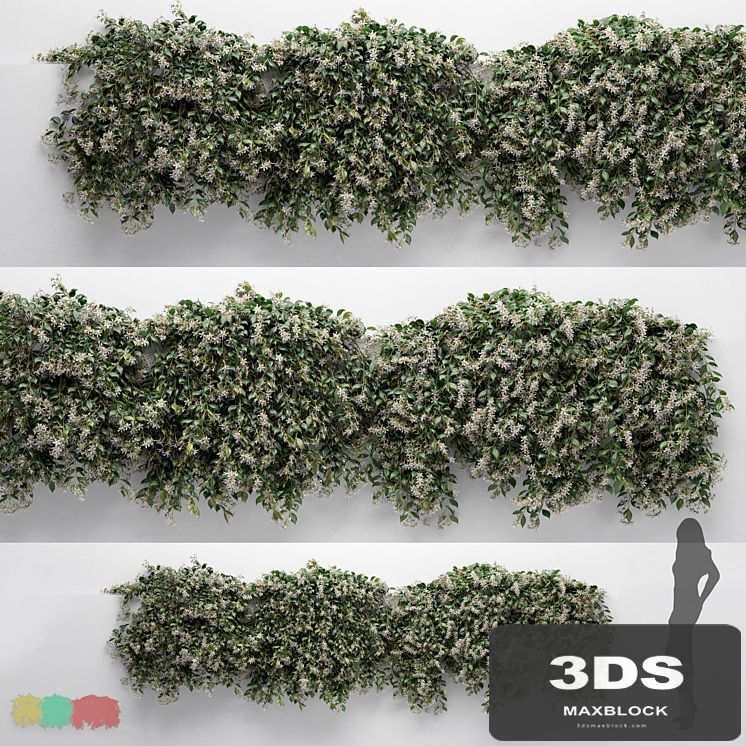 Hanging Plant - ChoisyaTernata - 3 Modular Pieces