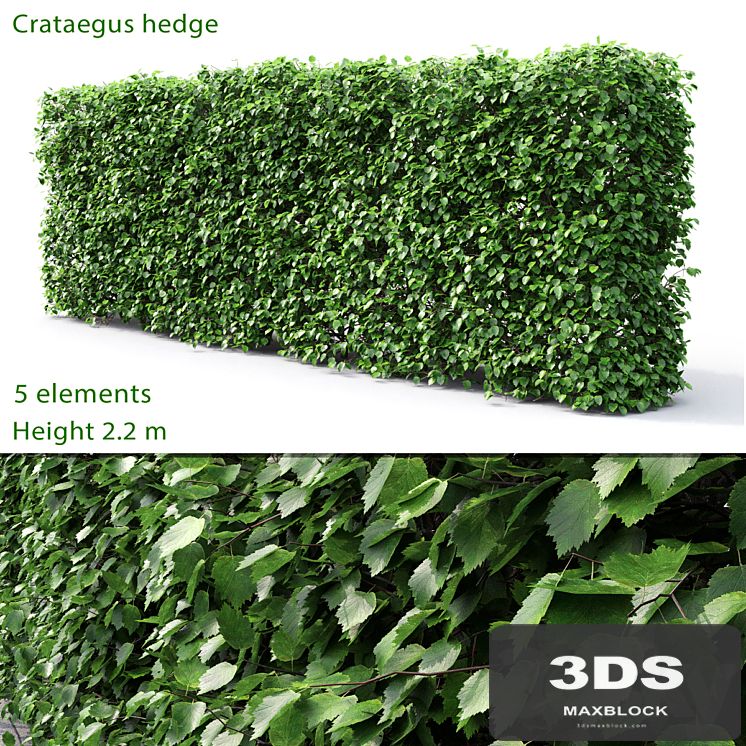 Crataegus hedge (2.2m)