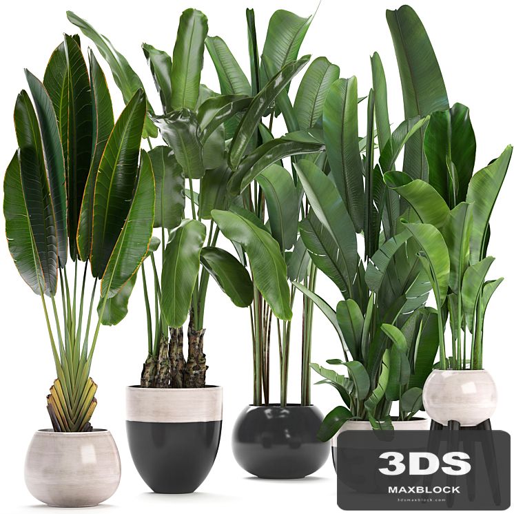 Plant collection 238. A set of palm trees, banana, strelitzia, ravenala, indoor plants, flowerpot, pot, bushes, exotic, stylish, luxury decor, eco design