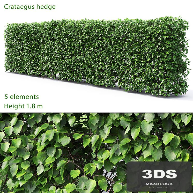 Crataegus hedge # 2 (1.8m)