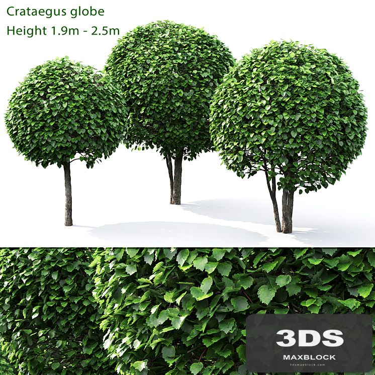 Crataegus globe # 1