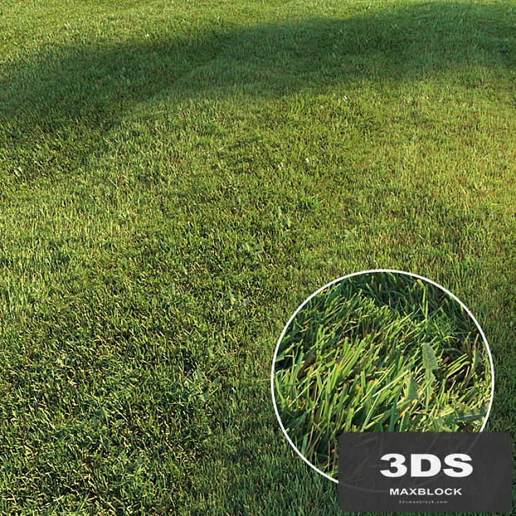 Mowed lawn