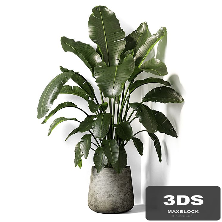 strelitzia plant 02