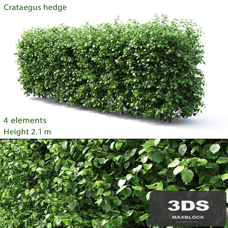 Crataegus hedge # 3 (2.1m)