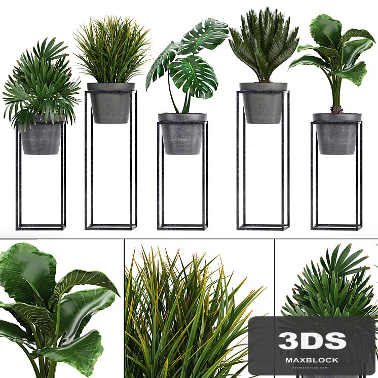 Plant collection 241. Shelf with flowers, monstera, cycas, cycad, palm, rapis, alocasia, indoor plants, pot, Raphis Palm