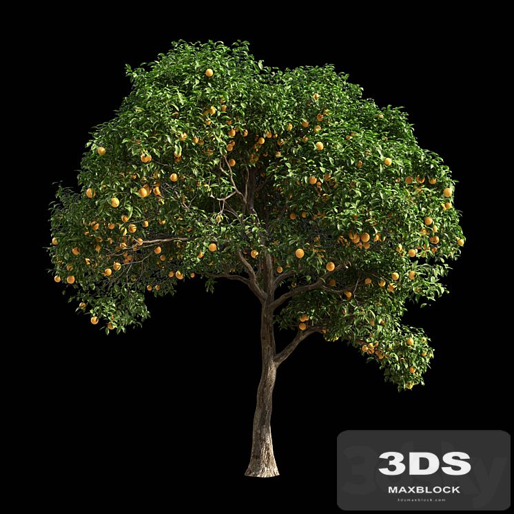 Orange Tree 1