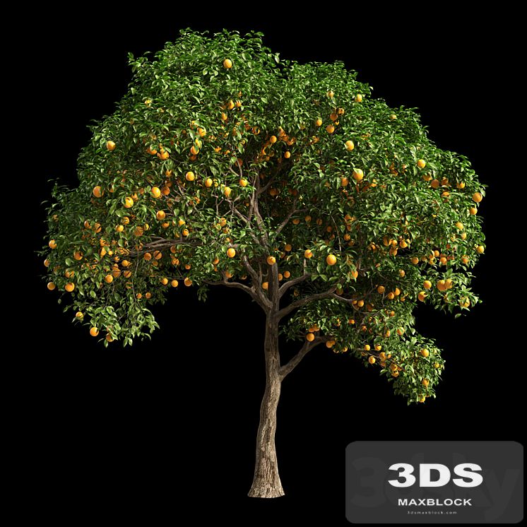 Orange Tree 10