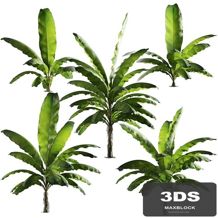 Banana palm tree Set of 5 models