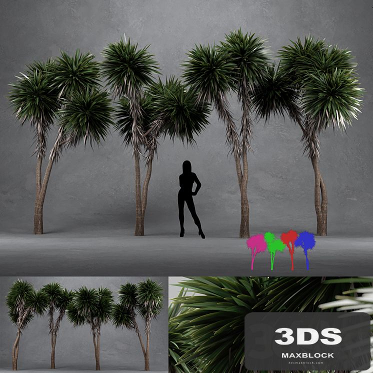 Cabbage Tree - Cordyline Australis - Large01