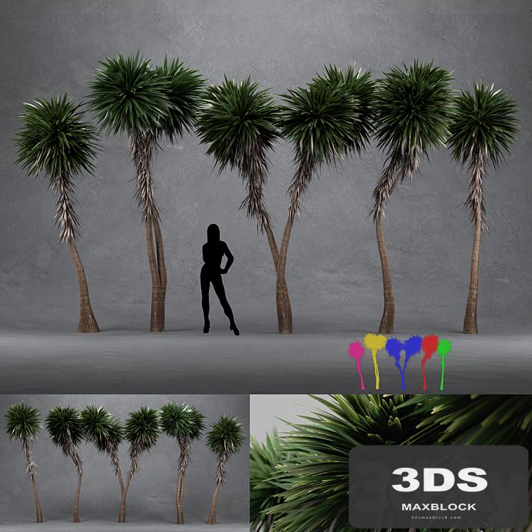 Cabbage Tree - Cordyline Australis - Large02