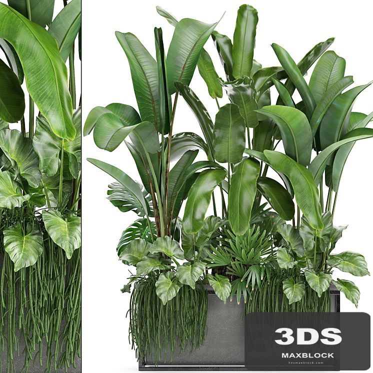 Plant collection 243. Thickets, bushes, tropical, banana, strelitzia, alocasia, rapis, Rhipsalis, flowerpot, strelitzia, jungle, bushes