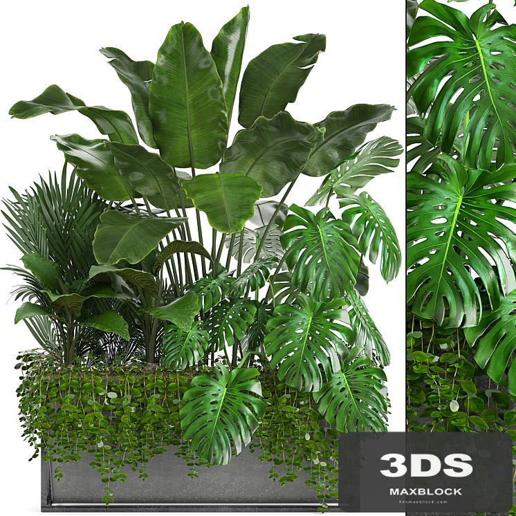 Plant collection 244. Thickets, monstera, banana, howea, palm tree, bushes, exotic plants, flowerpot, strelitzia, jungle, bushes