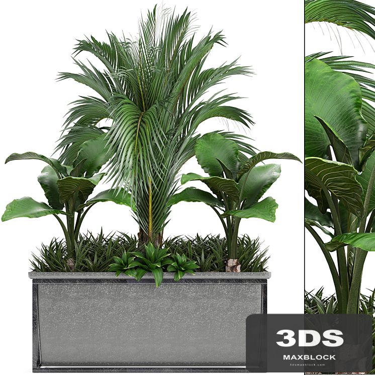 Plant collection 245. Interior palm tree, bushes, thickets, pot, alocasia