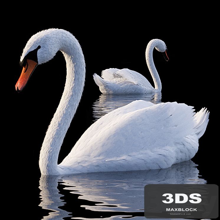 White Swan