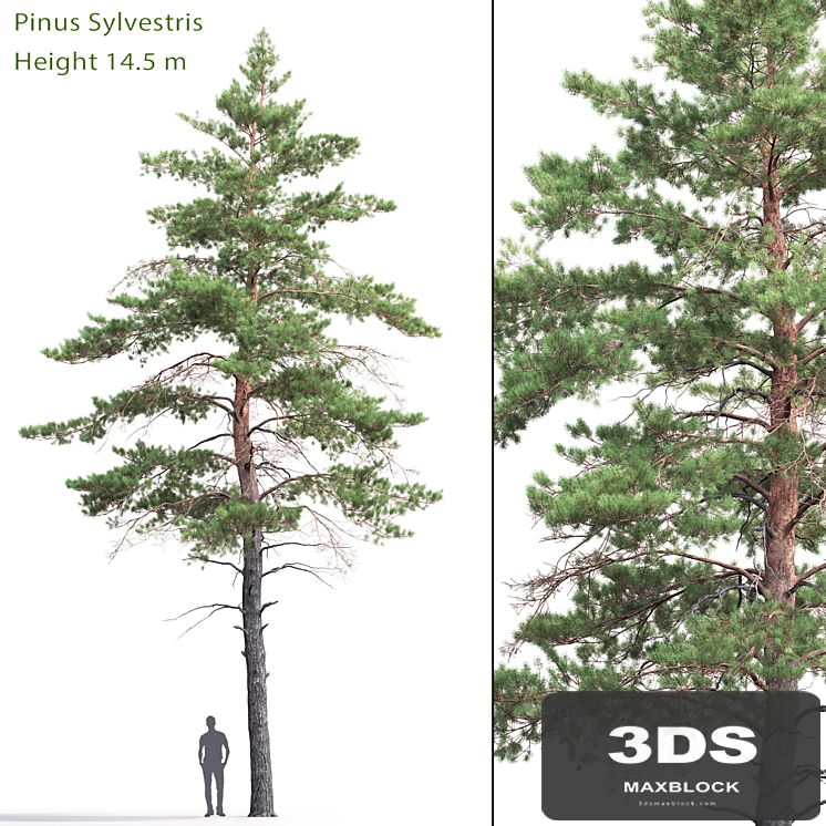 Pinus Sylvestris # 6 (14.5m)