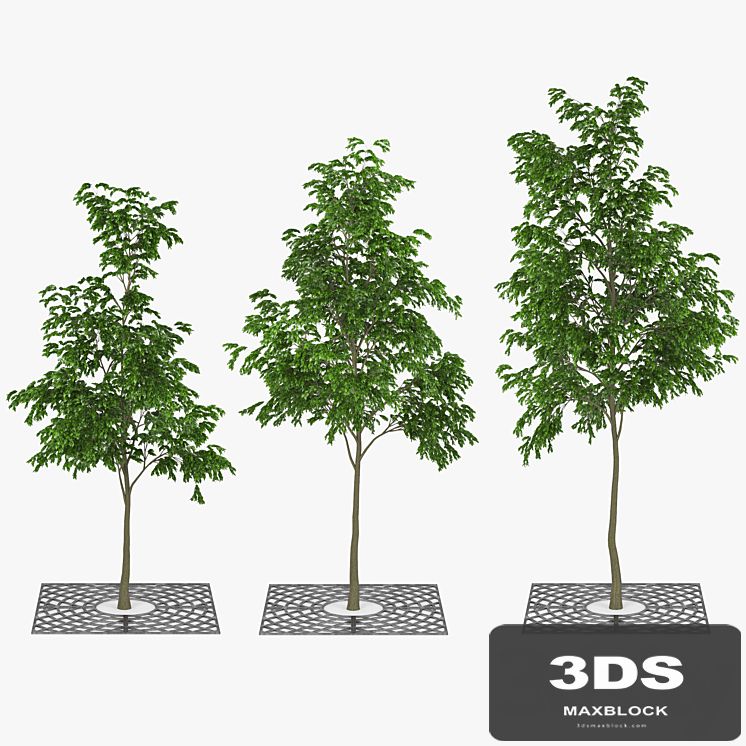 Street Tree 01