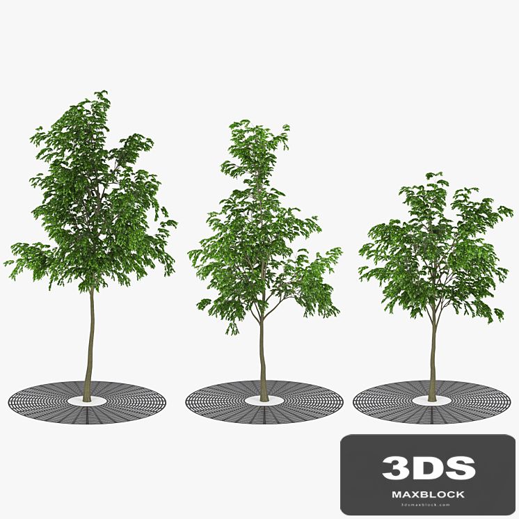 Street tree