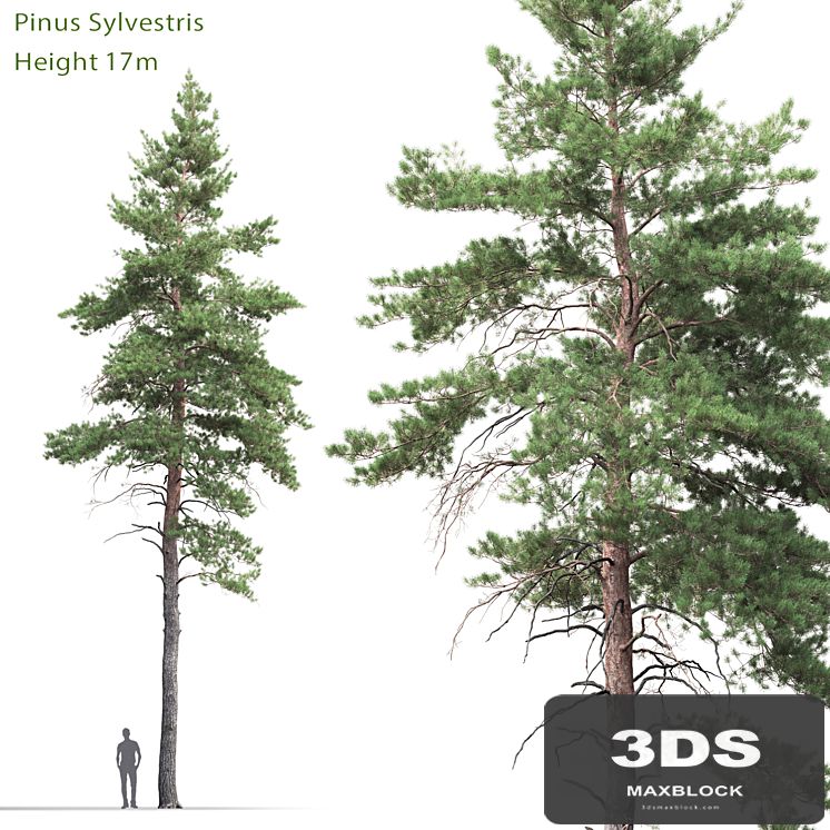 Pine