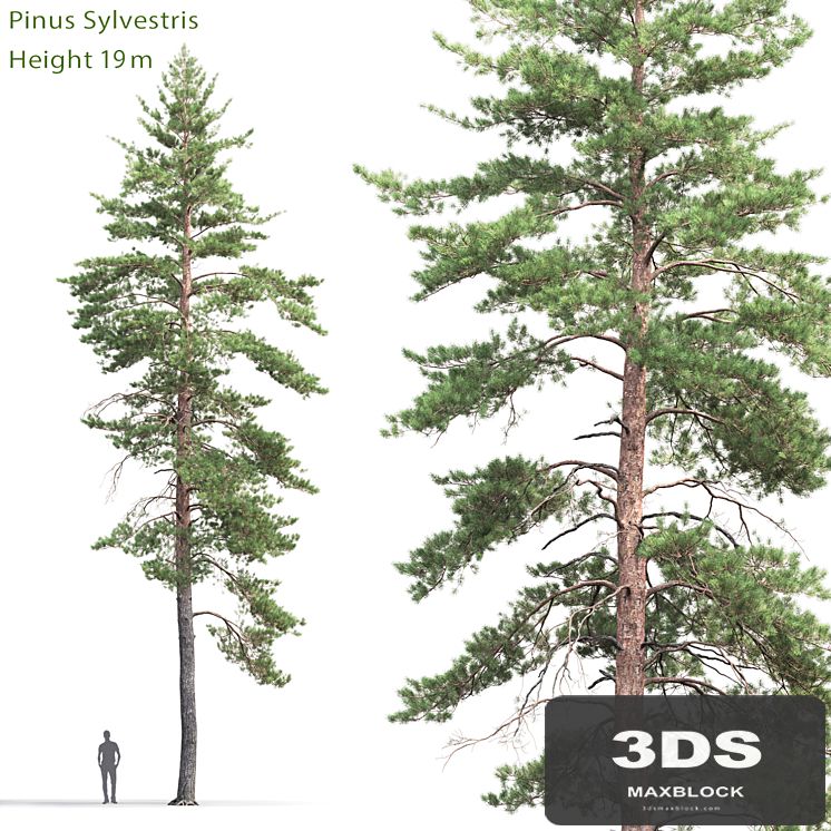 Pinus Sylvestris # 8 (19m)