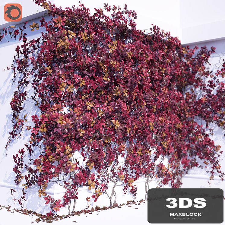 Girlish Grape 2