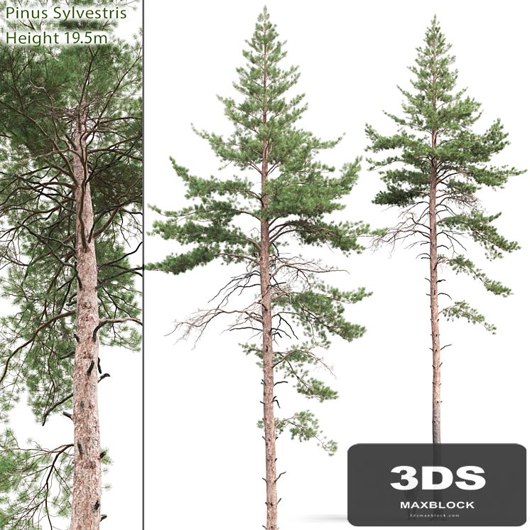 Pine