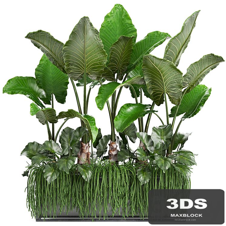 Plant collection 248. Tropical bushes, alocasia, bushes, succulents, pot, flowerpot, Rhipsalis, flowerpot, strelitzia, jungle, bushes