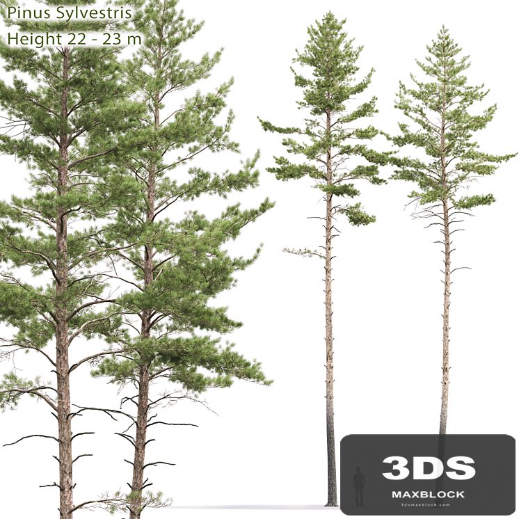 Pinus sylvestris # 10 (22-23m)