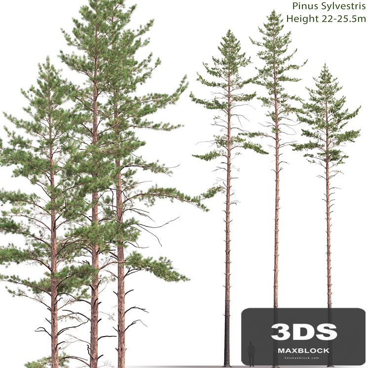 Pine