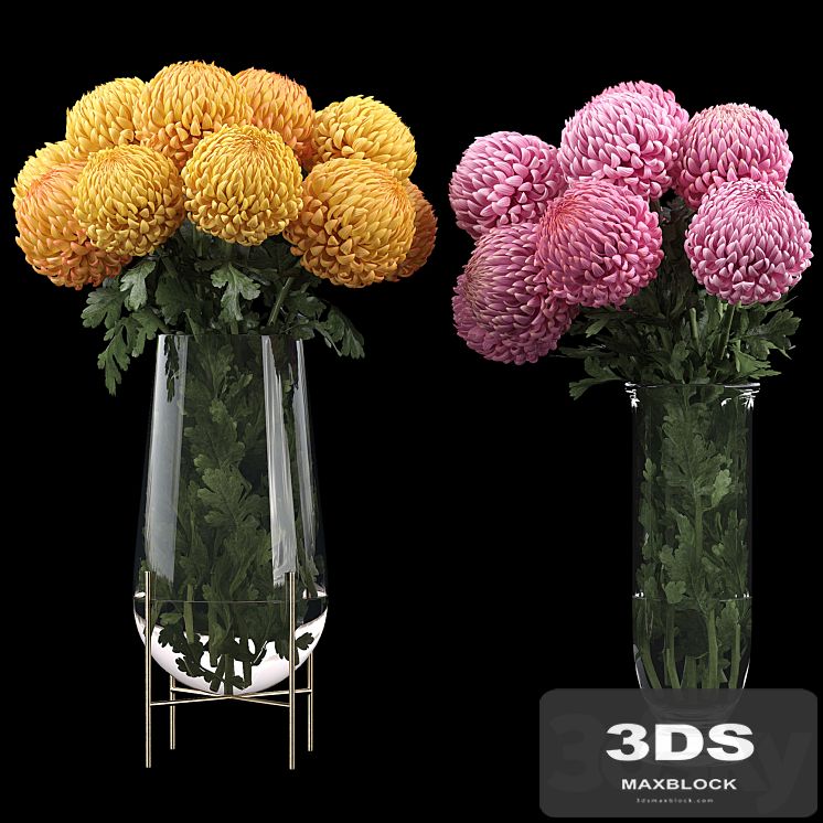 Chrysanthemum 2