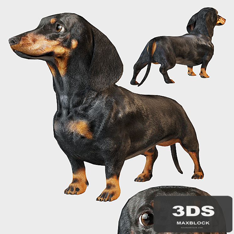 Black dachshund