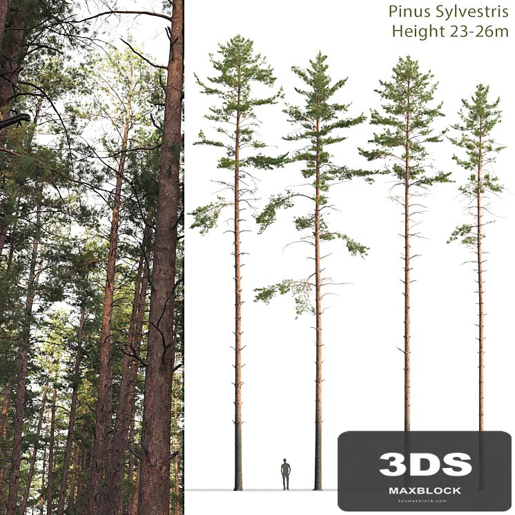 Pine