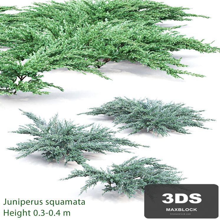 Juniperus squamata # 2