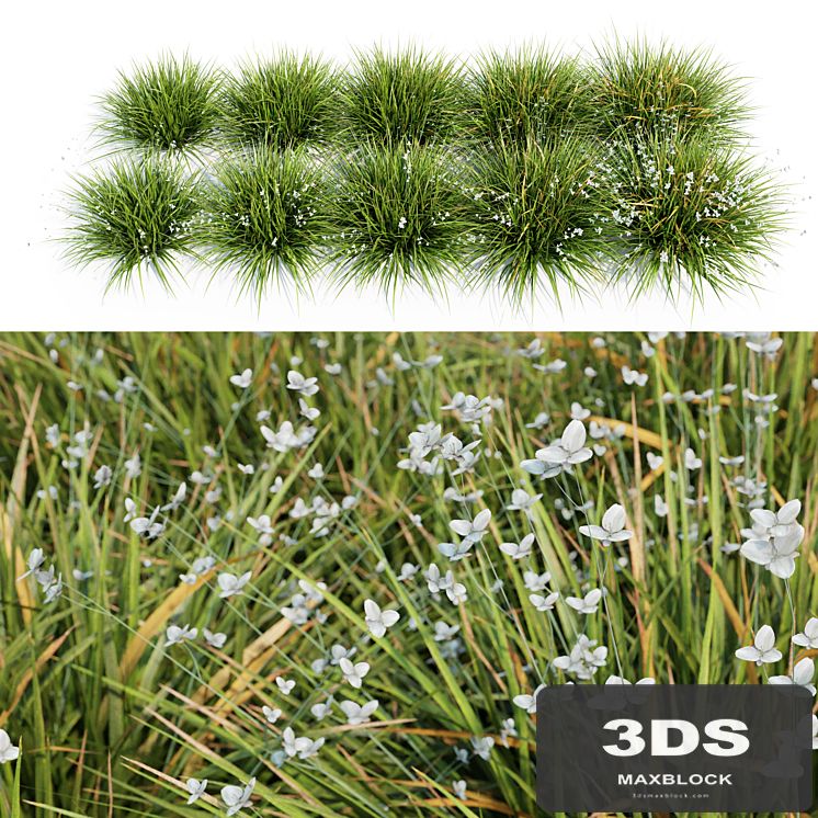 Libertia Grandiflora - 10 Modular Pieces